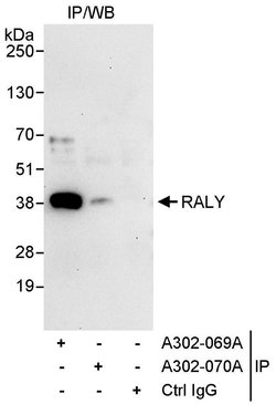 RALY Rabbit anti-Human, Polyclonal, Bethyl Laboratories 100 &mu;l; Unlabeled:Antibodies,