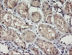 RAMP2 Mouse anti-Human, Clone: OTI4E5, liquid, TrueMAB 100 &mu;L; Unconjugated:Antibodies,