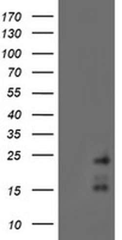 RAMP2 Mouse anti-Human, Clone: OTI4E5, liquid, TrueMAB 100 &mu;L; Unconjugated:Antibodies,