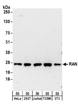 RAN Rabbit anti-Human, Mouse, Polyclonal, Bethyl Laboratories 100 &mu;L | Buy Online | Bethyl Laboratories, Inc | Fisher Scientific