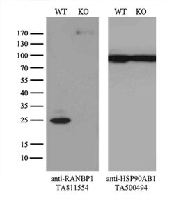 RANBP1 Mouse anti-Human, Clone: OTI8E1, lyophilized, TrueMAB 100 &mu;g;