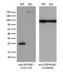 RANBP1 Monoclonal Antibody (OTI8E1), TrueMAB , OriGene 30 &mu;L; Unconjugated:Antibodies,