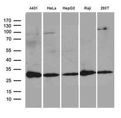 RANBP1 Mouse anti-Human, Clone: OTI8E1, lyophilized, TrueMAB 100 &mu;g;