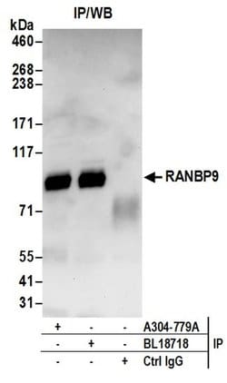 RANBP9 Rabbit anti-Human, Polyclonal, Bethyl Laboratories 100 &mu;L; Unconjugated:Antibodies,