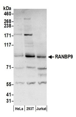 RANBP9 Rabbit anti-Human, Polyclonal, Bethyl Laboratories 100 &mu;L; Unconjugated:Antibodies,