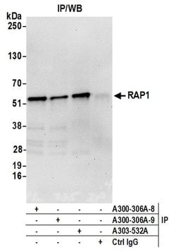 RAP1 Rabbit anti-Human, Polyclonal, Bethyl Laboratories 100 &mu;L; Unconjugated:Antibodies,