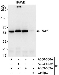 RAP1 Rabbit anti-Human, Polyclonal, Bethyl Laboratories 100 &mu;L; Unconjugated:Antibodies,