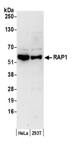 RAP1 Rabbit anti-Human, Polyclonal, Bethyl Laboratories 100 &mu;L; Unconjugated:Antibodies,