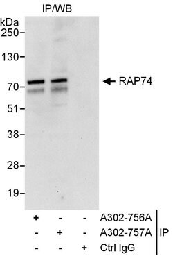 RAP74 Rabbit anti-Human, Polyclonal, Bethyl Laboratories 10 &mu;L; Unconjugated:Antibodies,