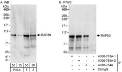 RAP80 Rabbit anti-Human, Polyclonal, Bethyl Laboratories 100 &mu;L; Unconjugated:Antibodies,