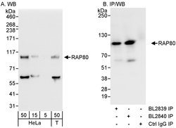 RAP80 Rabbit anti-Human, Polyclonal, Bethyl Laboratories 100 &mu;L; Unconjugated:Antibodies,