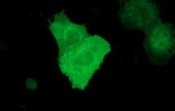 RAPGEF1 Monoclonal Antibody (OTI1F2), TrueMAB , OriGene:Antibodies:Primary