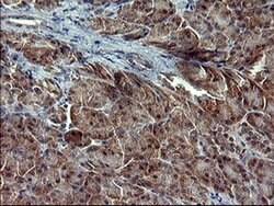 RAPGEF1 Monoclonal Antibody (OTI1B2), TrueMAB , OriGene 100 &mu;L; Unconjugated:Antibodies,
