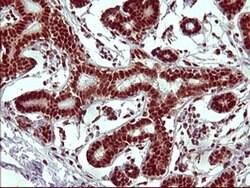 RAPGEF1 Monoclonal Antibody (OTI2C3), TrueMAB , OriGene 30 &mu;L; Unconjugated:Antibodies,