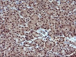 RAPGEF1 Monoclonal Antibody (OTI2C3), TrueMAB , OriGene 30 &mu;L; Unconjugated:Antibodies,