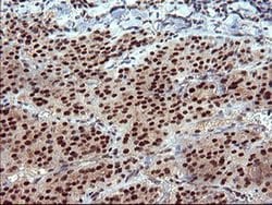 RAPGEF1 Monoclonal Antibody (OTI2C3), TrueMAB , OriGene:Antibodies:Primary