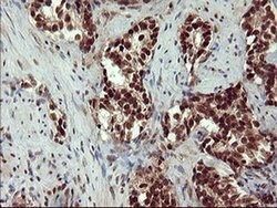 RAPGEF1 Monoclonal Antibody (OTI2C3), TrueMAB , OriGene:Antibodies:Primary