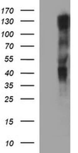 RAPGEF1 Monoclonal Antibody (OTI1F2), TrueMAB , OriGene:Antibodies:Primary