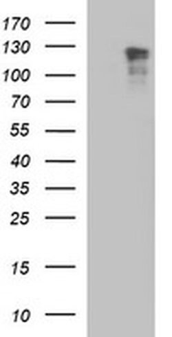 RAPGEF1 Monoclonal Antibody (OTI1B2), TrueMAB , OriGene 100 &mu;L; Unconjugated:Antibodies,