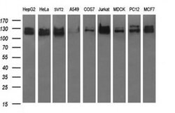 RAPGEF1 Mouse anti-Canine, Human, Mouse, Rat, Clone: OTI2F5, TrueMAB ,