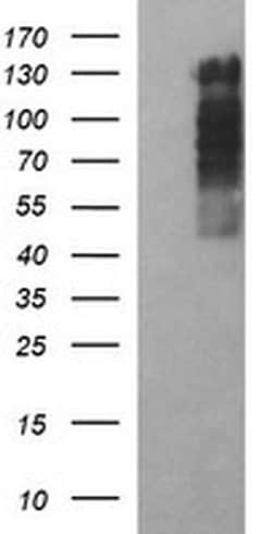 RAPGEF1 Monoclonal Antibody (OTI2C3), TrueMAB , OriGene 30 &mu;L; Unconjugated:Antibodies,