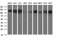 RAPGEF1 Monoclonal Antibody (OTI2C3), TrueMAB , OriGene 30 &mu;L; Unconjugated:Antibodies,