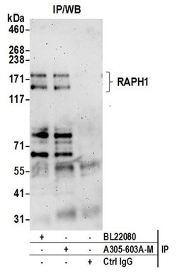 RAPH1 Polyclonal Antibody, Bethyl Laboratories:Antibodies:Primary Antibodies