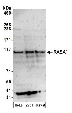 RASA1 Polyclonal Antibody, Bethyl Laboratories:Antibodies:Primary Antibodies