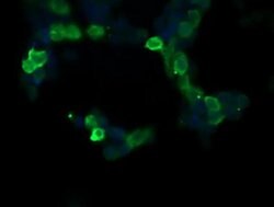 RASA1 Monoclonal Antibody (OTI1H2), TrueMAB , OriGene:Antibodies:Primary