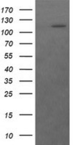RASA1 Mouse anti-Human, Clone: OTI1H2, lyophilized, TrueMAB 100 &mu;g;