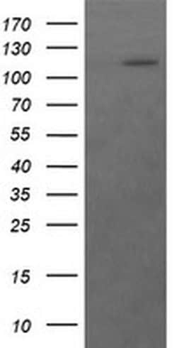 RASA1 Monoclonal Antibody (OTI1H2), TrueMAB , OriGene:Antibodies:Primary