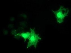 RASD2 Monoclonal Antibody (OTI2G8), TrueMAB , OriGene 100 &mu;L; Unconjugated:Antibodies,