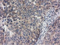 RASD2 Mouse anti-Canine, Human, Clone: OTI1G1, lyophilized, TrueMAB 100