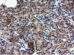 RASD2 Mouse anti-Canine, Human, Clone: OTI1G1, lyophilized, TrueMAB 100