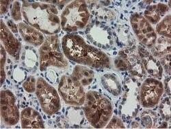 RASD2 Mouse anti-Canine, Human, Clone: OTI1G1, lyophilized, TrueMAB 100