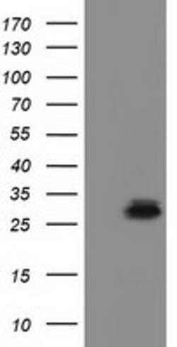 RASD2 Mouse anti-Canine, Human, Clone: OTI1G1, lyophilized, TrueMAB 100