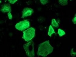RASSF1 Mouse anti-Human, Clone: OTI2B11, lyophilized, TrueMAB 100 &mu;g;
