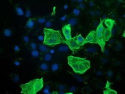 RASSF1 Monoclonal Antibody (OTI8E2), TrueMAB , OriGene 30 &mu;L; Unconjugated:Antibodies,