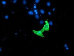 RASSF1 Mouse anti-Human, Clone: OTI8E4, lyophilized, TrueMAB 100 &mu;g;