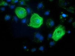 RASSF1 Monoclonal Antibody (OTI9A5), TrueMAB , OriGene 100 &mu;L; Unconjugated:Antibodies,