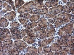 RASSF1 Mouse anti-Human, Clone: OTI2B11, lyophilized, TrueMAB 100 &mu;g;