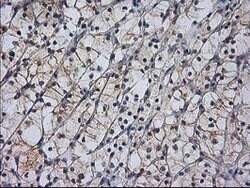 RASSF1 Mouse anti-Human, Clone: OTI2B11, lyophilized, TrueMAB 100 &mu;g;