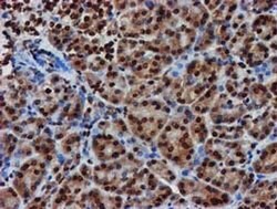 RASSF1 Mouse anti-Human, Clone: OTI8E4, liquid, TrueMAB 30 &mu;L | Buy Online | Origene Technologies | Fisher Scientific