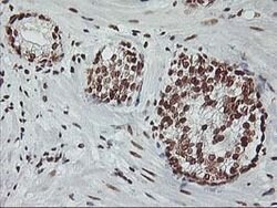 RASSF1 Mouse anti-Human, Clone: OTI8E4, lyophilized, TrueMAB 100 &mu;g;