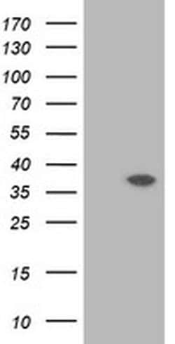 RASSF1 Monoclonal Antibody (OTI8E2), TrueMAB , OriGene 30 &mu;L; Unconjugated:Antibodies,