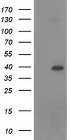 RASSF1 Monoclonal Antibody (OTI9A5), TrueMAB , OriGene 100 &mu;L; Unconjugated:Antibodies,