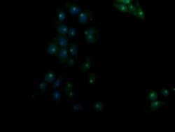 RASSF8 Mouse anti-Human, Clone: OTI3F7, liquid, TrueMAB 100 &mu;L; Unconjugated:Antibodies,