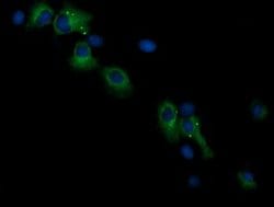 RASSF8 Mouse anti-Human, Clone: OTI1F12, lyophilized, TrueMAB 100 &mu;g;