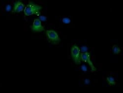 RASSF8 Monoclonal Antibody (OTI1F12), TrueMAB , OriGene 100 &mu;L; Unconjugated:Antibodies,
