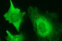 RASSF8 Mouse anti-Human, Clone: OTI1F12, lyophilized, TrueMAB 100 &mu;g;
